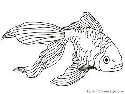 Free educative fish coloring pages. 1000 Ideas About Fish Drawings On Pinterest Fish Sketch Koi Fish Coloring Page Animal Coloring Pages Fish Drawings