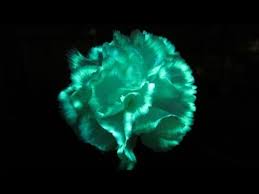 Natural glow in the dark flowers. Make Flowers Glow In The Dark With Highlighter Fluid And Uv Light Youtube