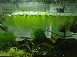 Salvinia minima experiences exponential growth that allows it to completely cover. Salvinia Minima Water Plant For Sale In Ballintemple Cork From Manuelfernando