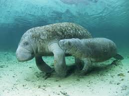 There are three accepted living species of trichechidae, representing three of the four living species. West Indian Manatee U S Fish Wildlife Service