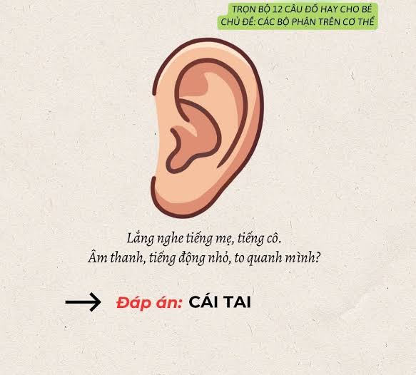 Khám Phá 12 Câu Đố Về Bộ Phận Trên Cơ Thể | TikTok