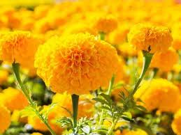 Yellow is an expressive colour and with flowers this is especially the case. Flowers And Their Health Benefits 7 Flowers Which Have Amazing Beauty Benefits