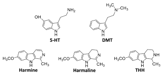 Pharmaceuticals Free Full Text Toxicokinetics And Toxicodynamics Of Ayahuasca Alkaloids N N Dimethyltryptamine Dmt Harmine Harmaline And Tetrahydroharmine Clinical And Forensic Impact Html