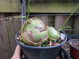 Image result for Bowiea volubilis