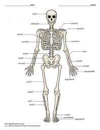 .long bone fetus a long bone begins in the fetus as a hyaline cartilage model of the bone. Labeling The Skeleton Worksheet Nh 7118 Long Bone Diagram To Label Human Bones Anatomy Coloring Book Human Skeleton