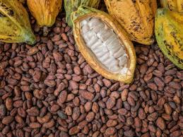 Maybe you would like to learn more about one of these? 11 Impressive Cocoa Benefits Organic Facts