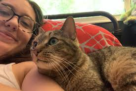 Lost Cat Bear Missing from 339 Overbrook Avenue