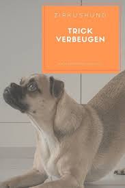 Trick Rezept Verbeugen Hundetricks Mops Hund Hunde Tricks Beibringen