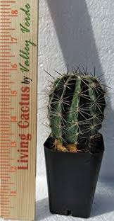 Let us start with one of on average, a saguaro cactus can live for up to 200 years, but that aging will depend on a wide range of factors. Live Saguaro Cactus Az Seed Grown Carnegiea Gigantea Buy Online In Germany At Desertcart De Productid 71487201