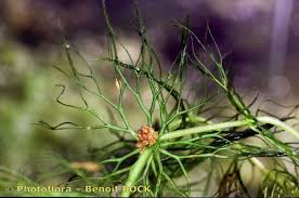 Image result for Ceratophyllum