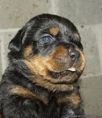 Please contact the breeders below to find rottweiler puppies for sale in texas Akc Rottweilers Puppies Original German Bloodline Price 650 00 For Sale In Birmingham Alabama Best Pets Online