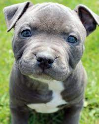 Pin On I Love Dogs