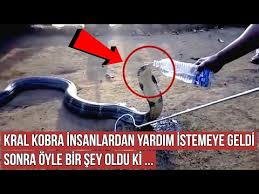 Kopegi Aslanin Kafesine Koydular Sonrasinda Olanlar Gorenleri Sok Etti Youtube