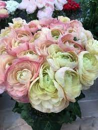 Send flowers to your friends or family in holland / the netherlands. 38 Holland Flowers Ideas Holland Flowers Flowers Holland