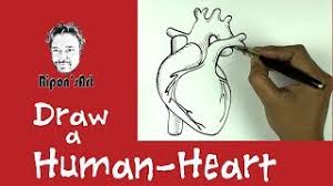 Royalty free human heart stock images photos vectors. How To Draw Human Heart Easy Easy Drawing And Color Of Human Heart Ripon S Art Youtube