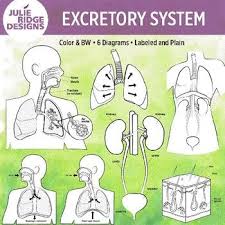You are free to share or adapt it for any purpose, even commercially under the following terms: Human Excretory System Clip Art Illustrations Illustration Art Clip Art Illustration