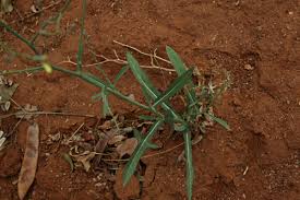 Image result for Launaea cornuta