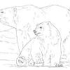 Apart from the normal bears, your kid will learn about polar bears and what makes them special. 1