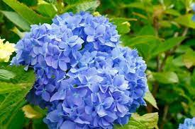 Adding Great Texture And Color To The Garden Hydrangea Macrophylla Glory Blue Produces Large Rounded Flo In 2021 Hydrangea Macrophylla Smooth Hydrangea Macrophylla