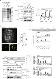 TUG1-mediated R-loop resolution at microsatellite loci as a prerequisite  for cancer cell proliferation