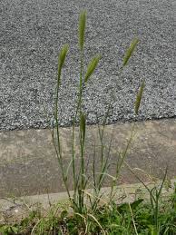 Image result for Chloris virgata