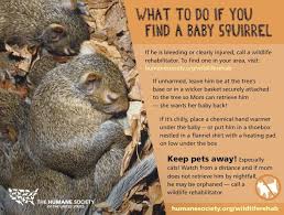 What To Do If You Find A Baby Squirrel Baby Squirrel Squirrel Wildlife Rehabilitation