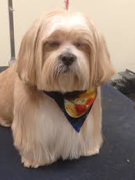 Pet spa at twin city. Newington Pet Spa Personalized Care