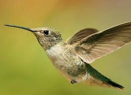 Fotograf Google Fotograflar Beija Flores Passaros Voando Aves Belas