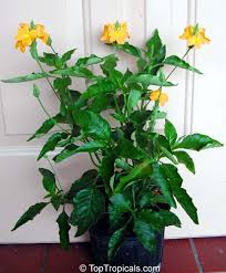 Image result for Crossandra