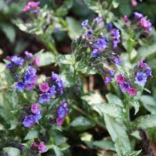 Gardening Plants Garden Plants Woodland Garden Plants