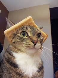 I Raise Your Catbread And Give You Funny Animal Pictures Funny Cat Pictures Funny Animals