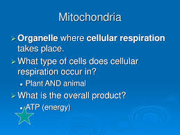 In addition to glucose the cell needs ___ to drive cellular respiration: Cellular Respiration Definitions Ppt Download