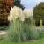 Japanese Forest Grass