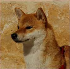treklens japanese fox dog photo fox dog dog boarding near me dog training near me