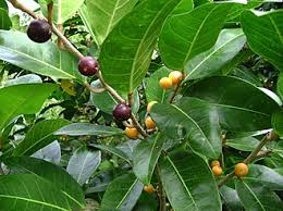 Image result for Ficus oreodryadum