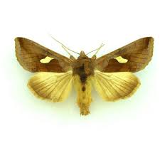 Image result for Autographa bractea
