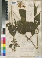 Image result for Mimulopsis