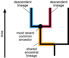Understanding Evolutionary Relationships