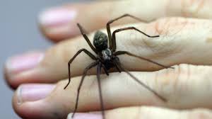 Image result for große winkelspinne biss haut reaktion