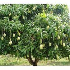 How to keep mango trees small. Mango Trees Productive Produce