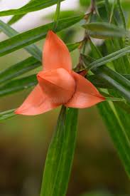 Image result for Pandanaceae