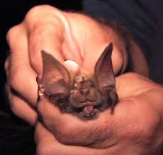 Image result for Justicia asystasioides