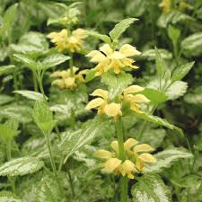 Image result for Lamium galeobdolon
