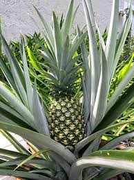 Pineapple pink disease (not citrus pink disease) is characterized by the fruit developing a brownish to black discoloration when heated during the canning process. Vqotuhrizz10xm