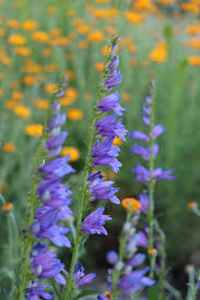 Image result for Penstemon