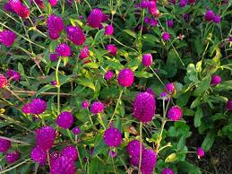 Image result for Gomphrena globosa