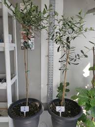 This fruitless olive typically grows 25 to 30 feet tall with an equal spread. Mediterranean Fruit Plants Trees Posts Facebook