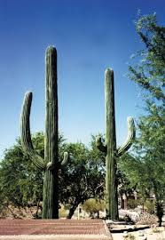 You should only purchase a saguaro cactus from someone that has a permit and will provide proper documentation upon payment—the process is much like transferring a once you've purchased your saguaro cactus from a reputable source, they will provide a moving crew and deliver it to your house. Custom Made Palm Trees Artificial Cactus