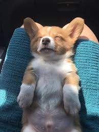 Our welsh corgi puppies are carefully selected and are bred by reputable breeders, who live up to our high standards. Corgi Puppies For Sale Nc Petfinder