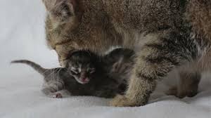 Three Blind Newborn Kittens Are Stock Footage Video 100 Royalty Free 16969303 Shutterstock